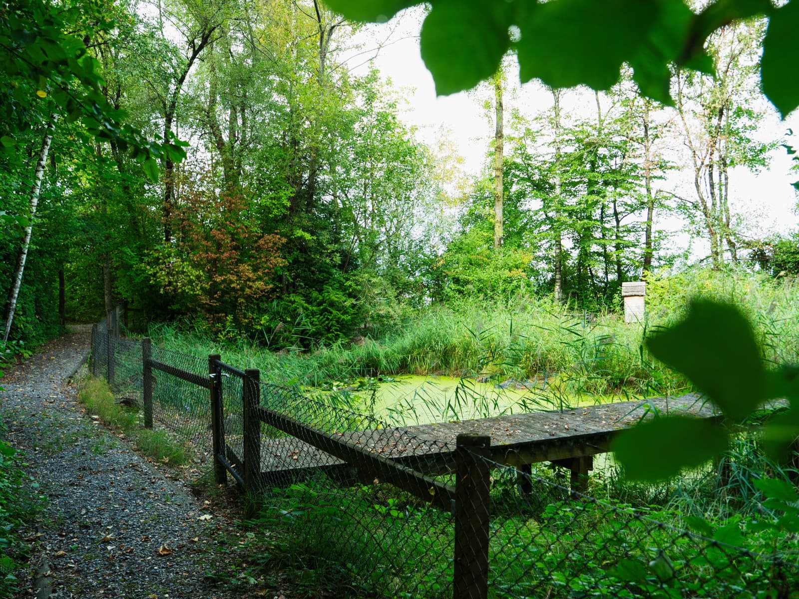 Weiher